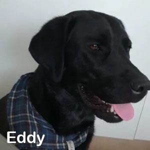 Eddy Eddy