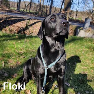Floki Floki