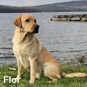 Flor Flor