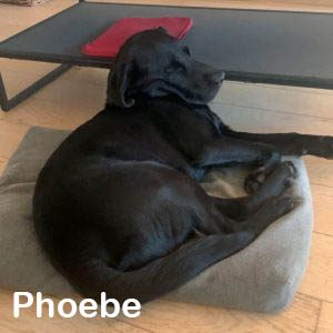 Phoebe Phoebe