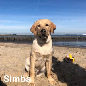Simba Simba