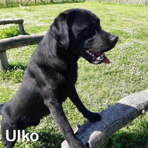 Ulko Ulko